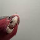 batterycityraces avatar