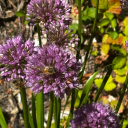 battlestar-gasmacktica avatar