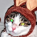 battybiscornu avatar