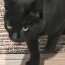 battymosswife avatar