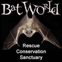 batworldsanctuary avatar