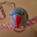 bayoubluebirb avatar