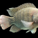 beans-o-plenty avatar