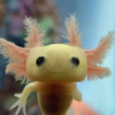 beansthemothman avatar