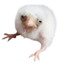 beanswithbones avatar