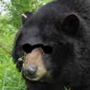 bear-of-da-forest avatar