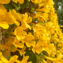 bearshapeomelette avatar