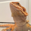 beautiful-beardies avatar