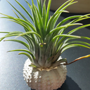 beautiful-tillandsia avatar