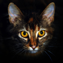 beautifulcats-blog avatar