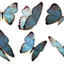 beautifulishard avatar