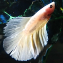 beebs-bettas avatar