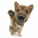 beetleisbarking avatar