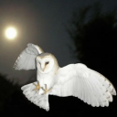 beforethelightofday avatar