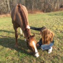 belgian-warmblood avatar