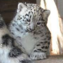 belindajesopha avatar