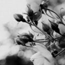 bella-lobo-blog avatar