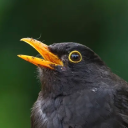 belovedbblackbird avatar