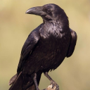 belovedcampfire avatar