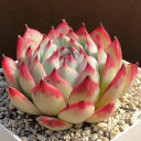 belovedsucculent avatar