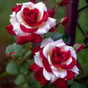 bernie-bug356 avatar