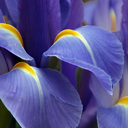 besidebloomingirises avatar