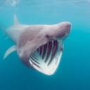 best-sharks-bracket avatar