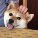 bestdogbestshibes avatar