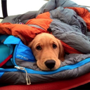 bestdogtents-blog avatar