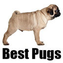 bestpugs avatar