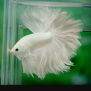 betta-babies-blog avatar