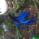 betta-be avatar