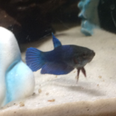 betta-beta avatar