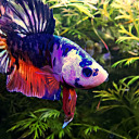 betta-days-ahead avatar