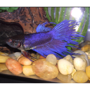 betta-loves avatar