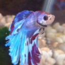 betta-quirks avatar