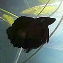 bettaffection avatar