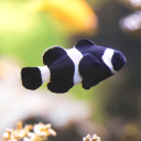 bettainbarbados avatar