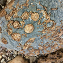 bettergeology avatar