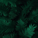 between-chaos-and-serenity avatar