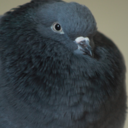 beware-the-cishets avatar