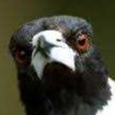 beware-the-magpies-blog avatar