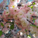 bewildered-perceptions avatar