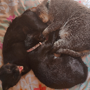 bewitchingbadger avatar