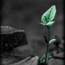 bibliophilesblog avatar