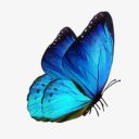 bibluebutterfly avatar