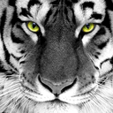 big-cat-nation avatar