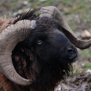 bighornsheep avatar