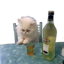 bilingwistyka avatar