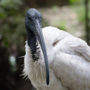 binchickencrafts avatar